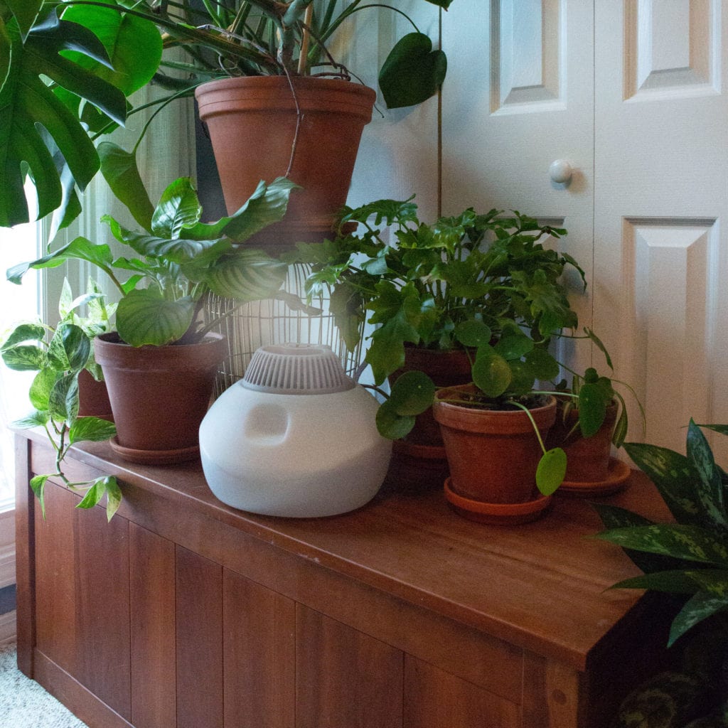 This is a picture of indoor houseplants and humidifier